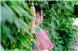 上海王豆瓣
